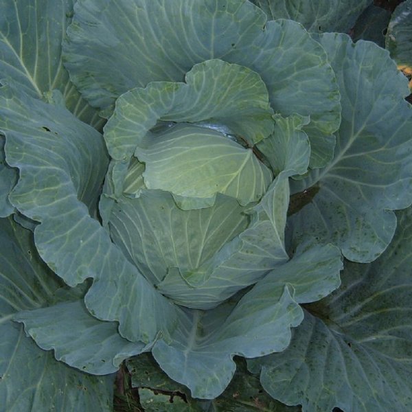 Late Flat Dutch Cabbage Seed