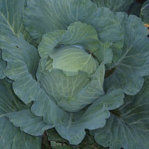 Late Flat Dutch Cabbage Seed