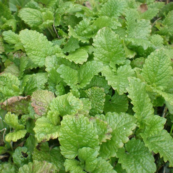 Lemon Balm Seed