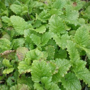 Lemon Balm Seed