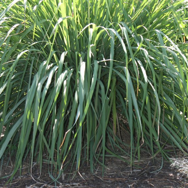 Lemon Grass Seed