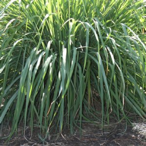 Lemon Grass Seed