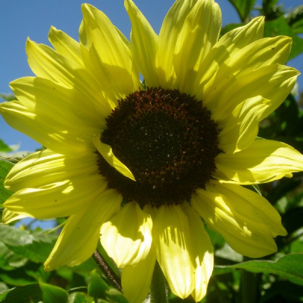 Lemon Queen Sunflower Seeds