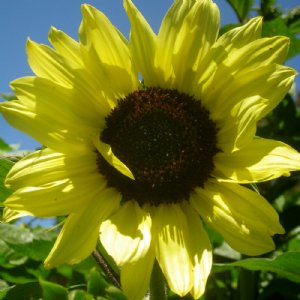 Lemon Queen Sunflower Seeds