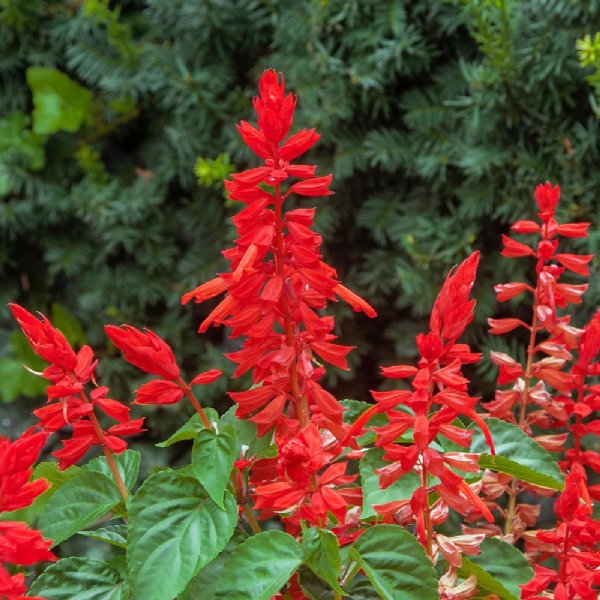 Lighthouse Red Salvia