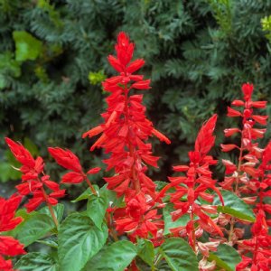 Lighthouse Red Salvia