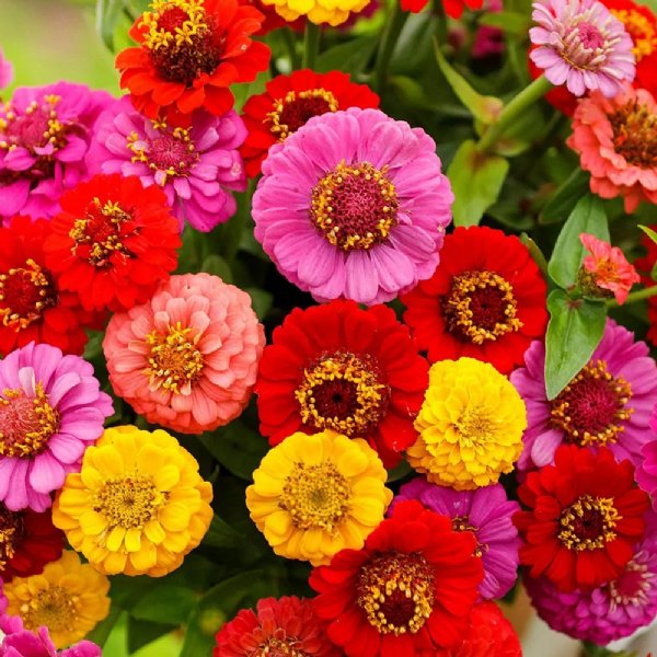 Lilliput Mix Zinnia Seeds