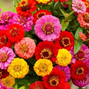 Lilliput Mix Zinnia Seeds