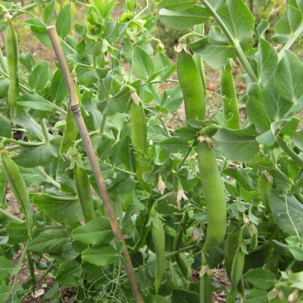 Lincoln Pea Seed