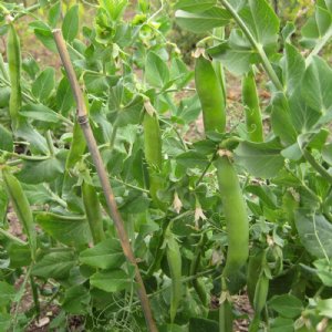 Lincoln Pea Seed