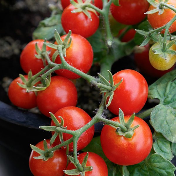 Little Birdy Red Robin Tomato Seeds