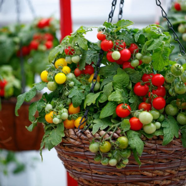 Little Birdy Rosy Finch Tomato Seeds