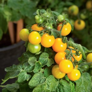 Little Birdy Yellow Canary Tomato Seeds