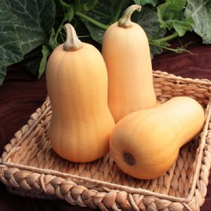 Little Dipper Squash Seed