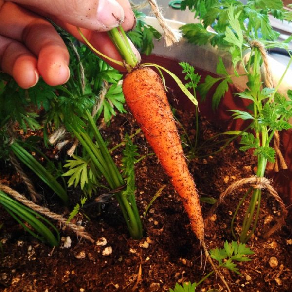 Little Fingers Carrot Seed