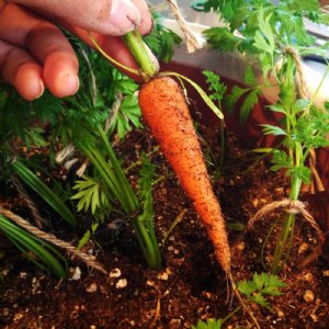 Little Fingers Carrot Seed