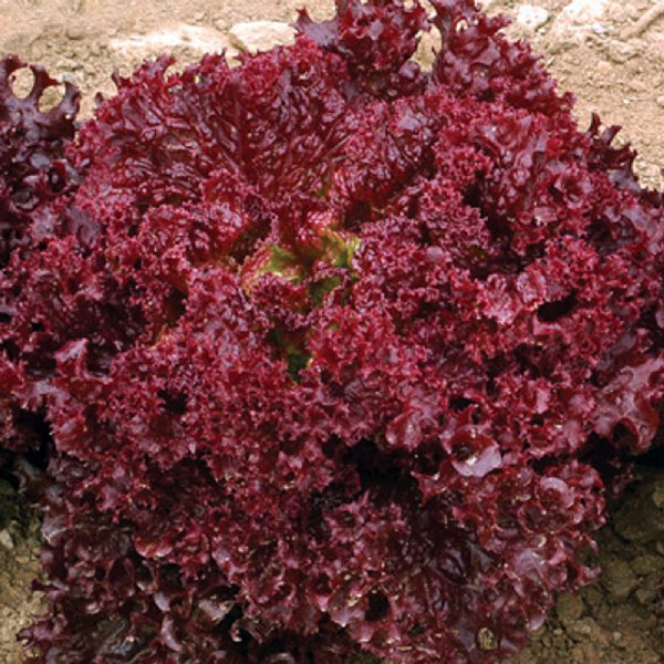 Lollo Rossa Darkness Lettuce Seed