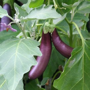 Long Purple Eggplant Seed