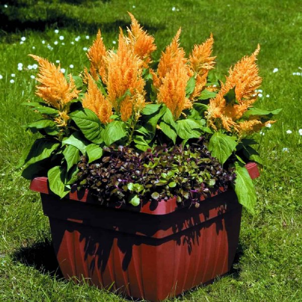 Look Fresh Gold Celosia Seed