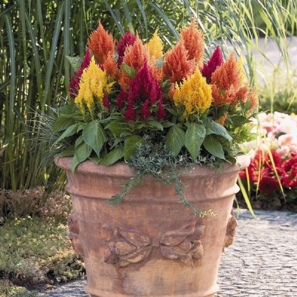 Look Fresh Mix Celosia Seed 