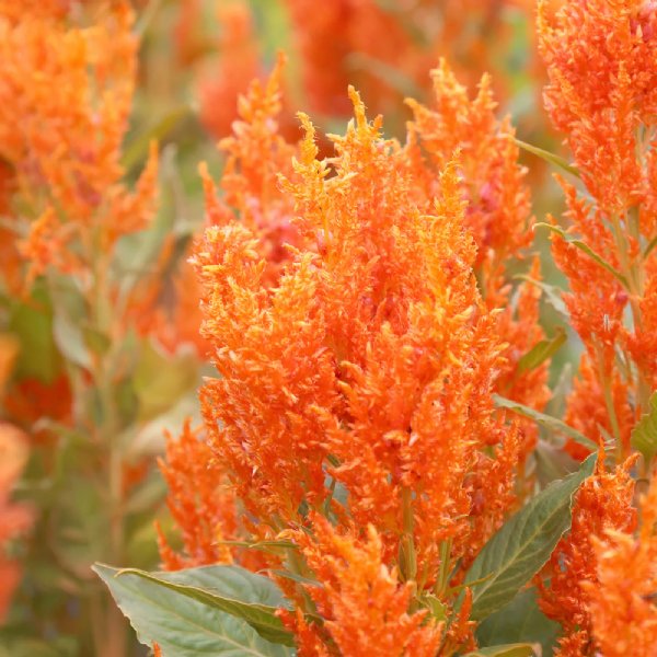 Look Fresh Orange Celosia Seed