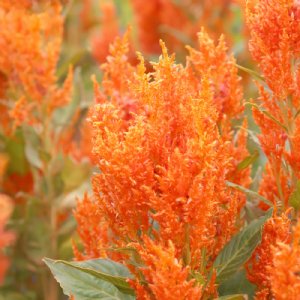 Look Fresh Orange Celosia Seed