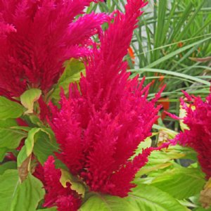 Look Fresh Red Celosia Seed        