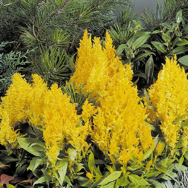 Look Fresh Yellow Celosia Seed  