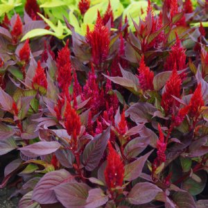 Look Smart Look Red Celosia Seed  