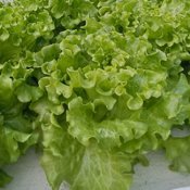 Loose Leaf Lettuce Seeds