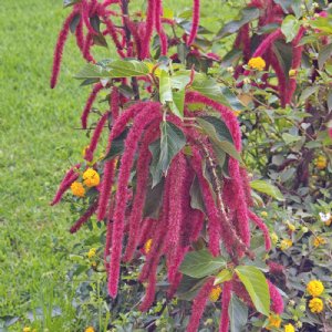 Love Lies Bleeding Amaranthus Seed