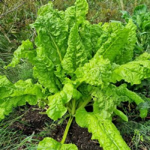 Lucullus Chard Seed