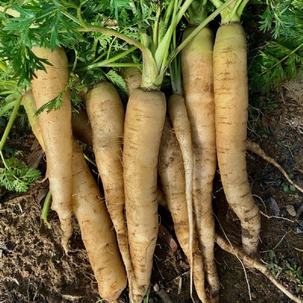 Lunar White Carrot Seed