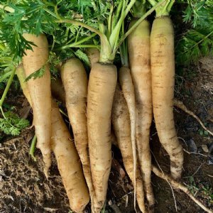 Lunar White Carrot Seed