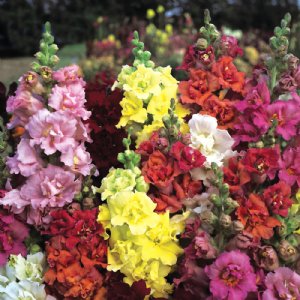 Madame Butterfly Mix Snapdragon Seed