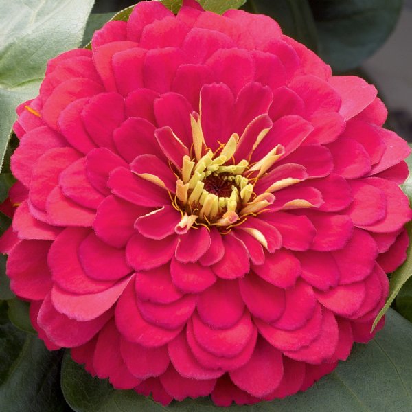 Magellan Cherry Zinnia Seeds