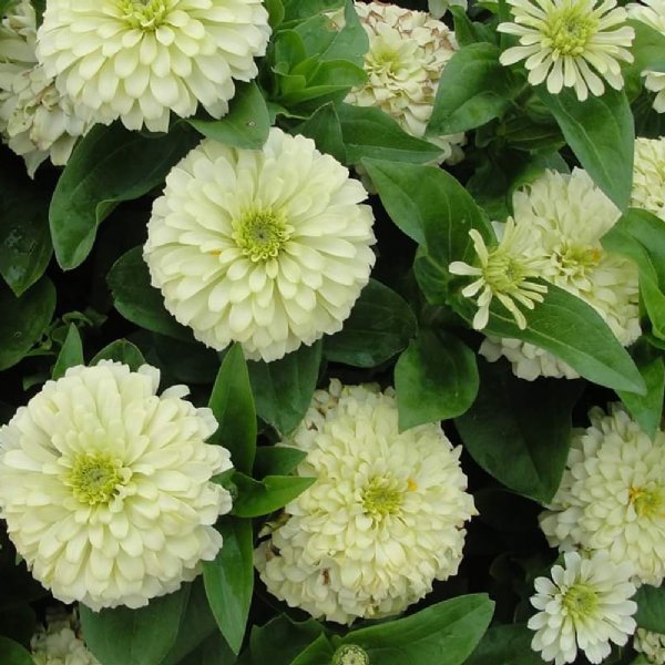 Magellan Ivory Zinnia Seeds