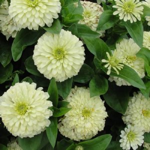 Magellan Ivory Zinnia Seeds