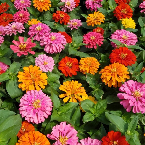 Magellan Mix Zinnia Seeds