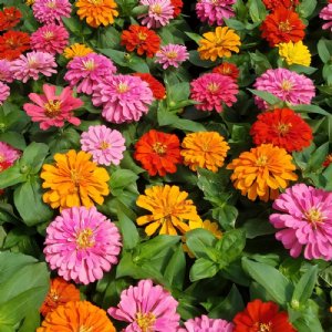 Magellan Mix Zinnia Seeds