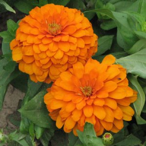 Magellan Orange Zinnia Seeds