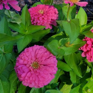 Magellan Pink Zinnia Seeds