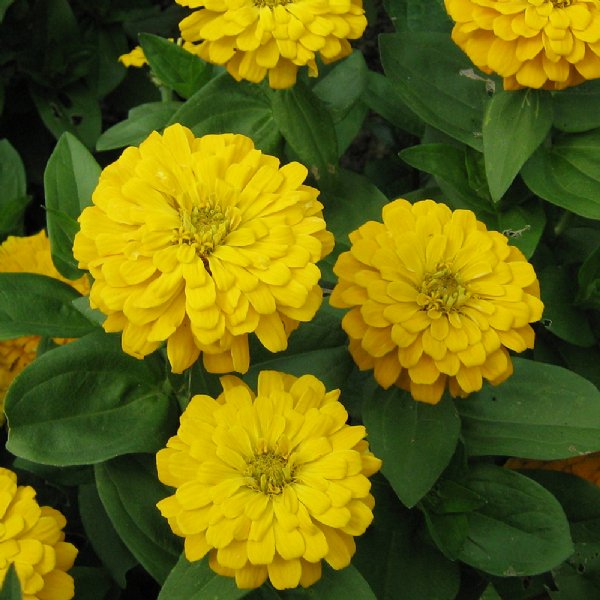 Magellan Yellow Zinnia Seeds