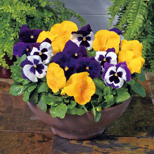 Majestic Giant II Mix Pansy Seed