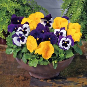 Majestic Giant II Mix Pansy Seed