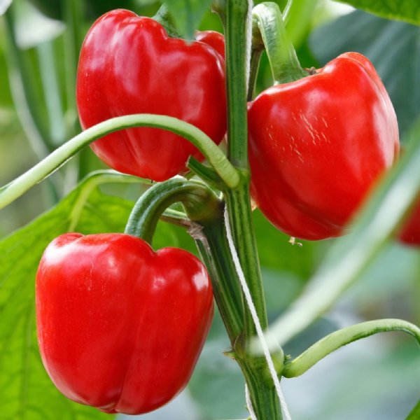 Majestic Red Pepper Seed