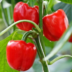 Majestic Red Pepper Seed