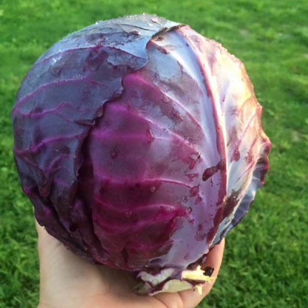 Mammoth Red Rock Cabbage Seed