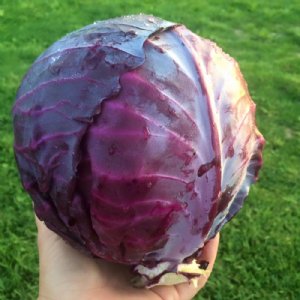 Mammoth Red Rock Cabbage Seed