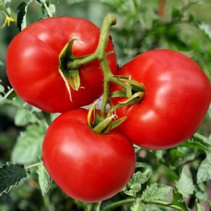 Manalucie Tomato Seeds